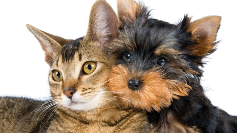 5 Key Differences in Taste Preferences Between Dogs and Cats