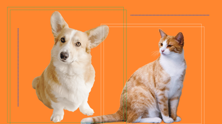 What Health Problems Can Excess Weight Cause in Pets?